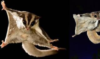 倒立的会飞的动物 会飞的哺乳动物